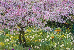 Giverny Prints: France, Giverny. Springtime in Claude Monets garden