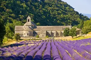 Monk Prints: France, Gordes. Cistercian monastery of Senanque beside lavender field in the Provence Region