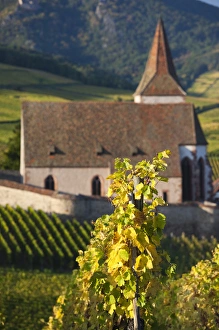 Images Dated 10th October 2010: France, Haut-Rhin, Alsace Region