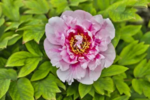 France, La Garrigue. Mas du Garrigue, pink flower (PR)