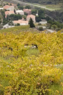 Images Dated 22nd October 2010: France, Languedoc-Roussillon, Pyrennes-Orientales Department, Vermillion Coast Area