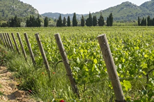 Grapevine Prints: France, Luberon, Provence, vineyards