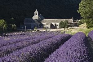France, Luberon, Senanque Monastery with lavender fields