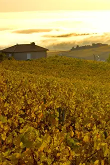 Images Dated 24th October 2005: France, Maconnais Region, Autumn morning fog in Pouilly-Fuisse vineyards