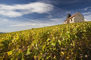 Images Dated 6th October 2010: France, Marne, Champagne Ardenne, Mutigny, town church and vineyards