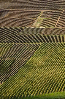 Images Dated 7th October 2010: France, Marne, Champagne Region, Hautvillers, vineyard view