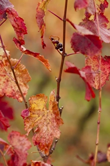 France, Midi-Pyrenees Region, Tarn Department, Gaillac, vineyard in autumn
