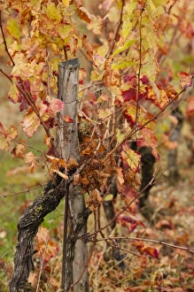 France, Midi-Pyrenees Region, Tarn Department, Gaillac, vineyard in autumn