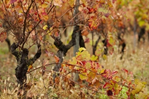 France, Midi-Pyrenees Region, Tarn Department, Gaillac, vineyard in autumn