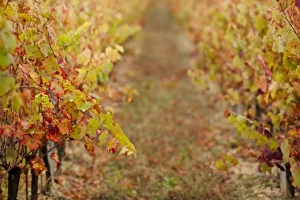 France, Midi-Pyrenees Region, Tarn Department, Gaillac, vineyard in autumn