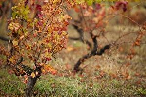 France, Midi-Pyrenees Region, Tarn Department, Gaillac, vineyard in autumn