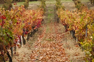 France, Midi-Pyrenees Region, Tarn Department, Gaillac, vineyard in autumn