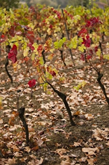 France, Midi-Pyrenees Region, Tarn Department, Gaillac, vineyard in autumn