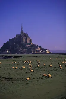 Normandy Prints: FRANCE, Normandy Mont St. Michel Morning with flock of sheep