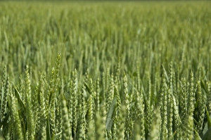 Cultivate Prints: France, Normandy. Wheat field