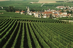 Wine Making Prints: France, Oger, Marne Champagne, Vine field