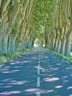 Prints of France, Provence. Backroad through tunnel of trees Images Dated 2024 November: France, Provence. Backroad through tunnel of trees
