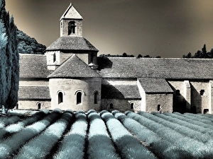 Infrared Prints: France, Provence. Blooming purple lavender fields at Senanque Abbey