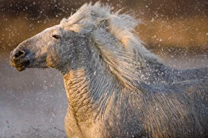 Images Dated 17th March 2007: France, Provence. Detail of two Camargue horses running through a marsh. Credit as
