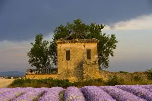 Sault Prints: France, Provence. Field of lavender and abandoned structure near the village of Sault