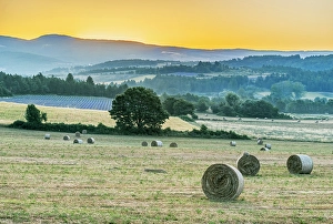Provence Prints: France, Provence. Hayfield sunrise near Sault