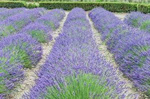 Lavender Prints: France, Provence. Lavender field near Gordes