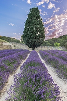Lavender Prints: France, Provence. Lavender field near Gordes