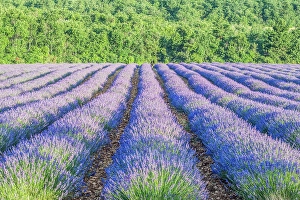 Lavender Prints: France, Provence. Lavender field near Sault