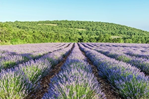 Lavender Prints: France, Provence. Lavender field near Sault