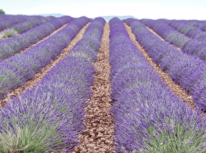 Prints of France, Provence. Lavender fields Images Dated 2024 November: France, Provence. Lavender fields
