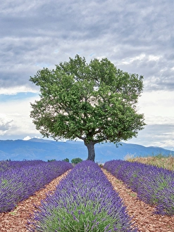 Prints of France, Provence. Lavender fields with lone tree Images Dated 2024 November: France, Provence. Lavender fields with lone tree