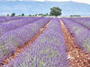Prints of France, Provence. Lavender fields with lone tree Images Dated 2024 November: France, Provence. Lavender fields with lone tree