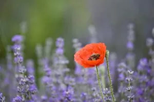 France, Provence. Lone poppy in field of lavender