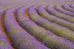France, Provence region. Curved rows of lavender near the village of Sault. Credit as