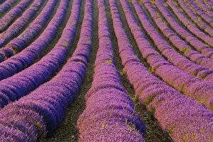Images Dated 1st July 2006: France, Provence Region. Orderly rows of lavender. Credit as: Jim Zuckerman / Jaynes