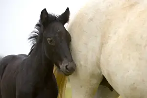 Motherhood Prints: France, Provence Region. Detail of white Camargue mother horse and black colt, which