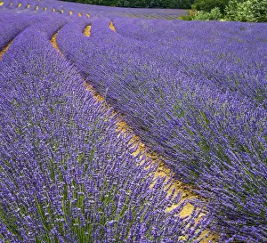 Winding Prints: France, Provence, Roussillon, lavender