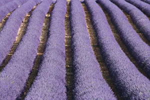 Commercial Prints: France, Provence. Rows of lavender in bloom