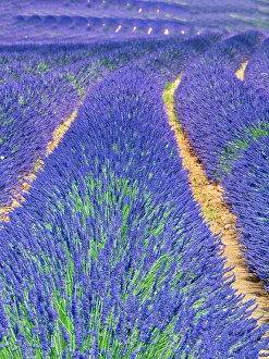 Prints of France, Provence. S-Cure pattern in the lavender Images Dated 2024 November: France, Provence. S-Cure pattern in the lavender