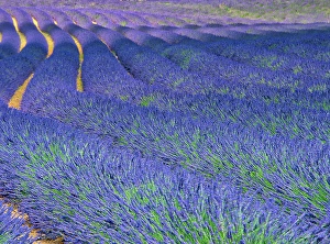 Prints of France, Provence. S-Cure pattern in the lavender Images Dated 2024 November: France, Provence. S-Cure pattern in the lavender