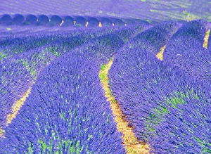 Prints of France, Provence. S-Cure pattern in the lavender Images Dated 2024 November: France, Provence. S-Cure pattern in the lavender
