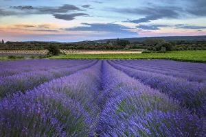 Lavender Prints: France, Provence, Salt, lavender field in full bloom