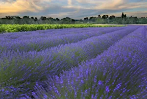 Lavender Prints: France, Provence, Salt, Lavender field at sunrise