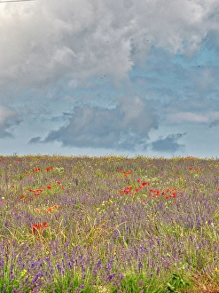 Prints of France, Provence, Sault, Hillsides of wildflowers Images Dated 2024 November: France, Provence, Sault, Hillsides of wildflowers