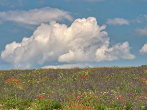 Lavender Prints: France, Provence, Sault, Hillsides of wildflowers