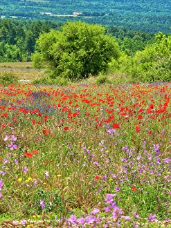 Prints of France, Provence, Sault, Lone tree and poppies Images Dated 2024 November: France, Provence, Sault, Lone tree and poppies