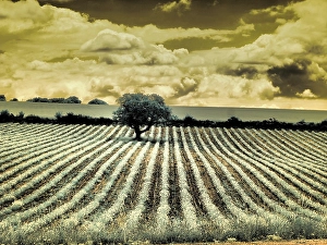 Infrared Prints: France, Provence, Sault. Lone tree and poppies
