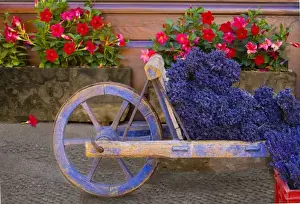 Sault Prints: France, Provence, Sault. Old wooden cart with fresh-cut lavender. Credit as: Jim