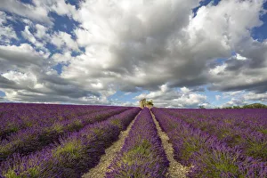 Valensole Plateau Prints: France, Provence, Valensole Plateau. Lavender rows and stone building ruin. Credit as