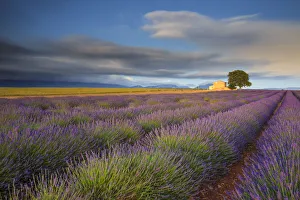 Images Dated 2nd December 2018: France, Provence, Valensole Plateau. Lavender rows and farmhouse